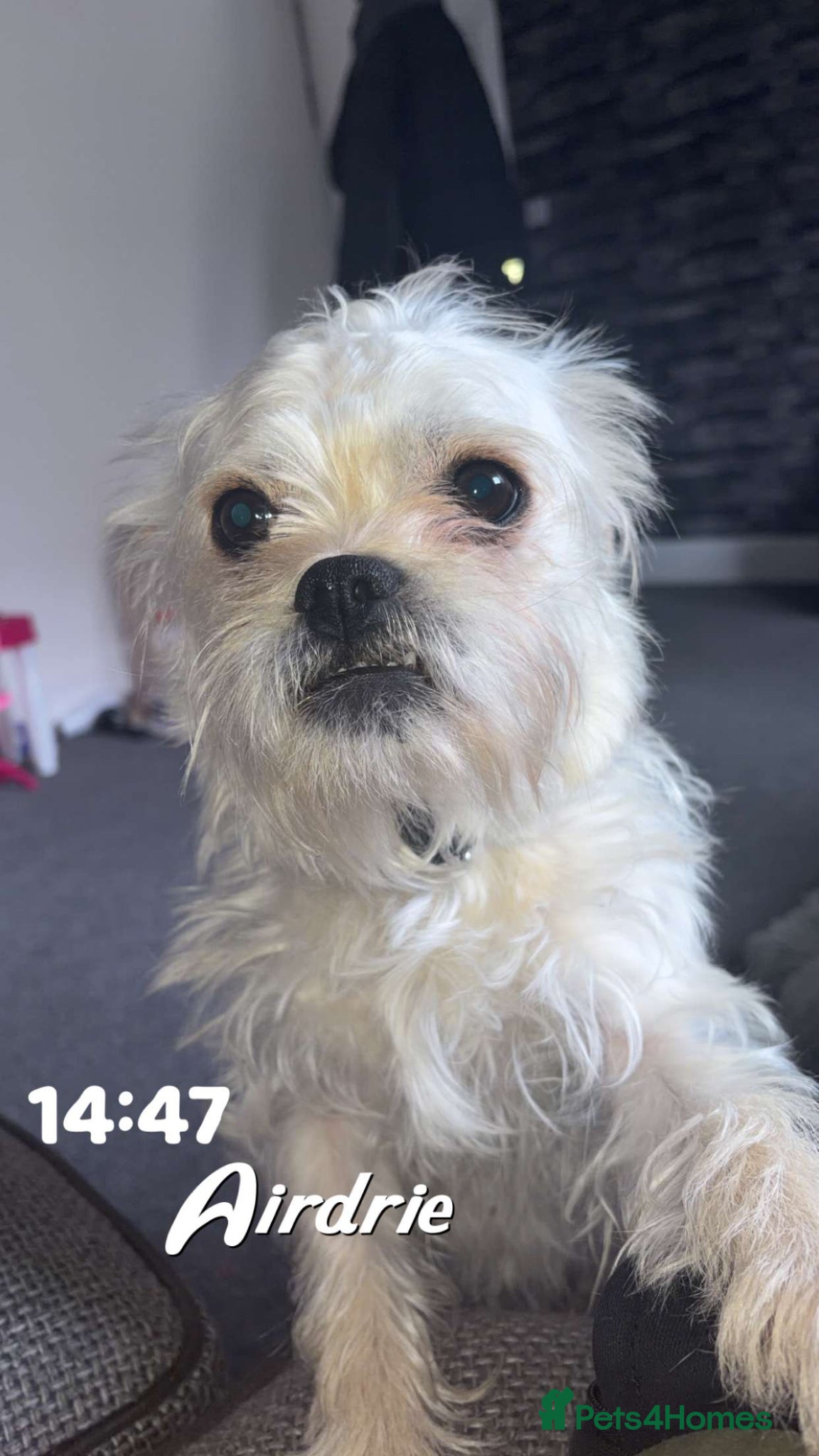 Morkie dogs Morkie (Maltese x Yorkie) - Advert 1