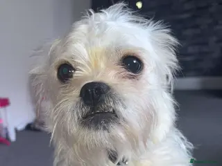 Morkie dogs Morkie (Maltese x Yorkie) - Advert 2