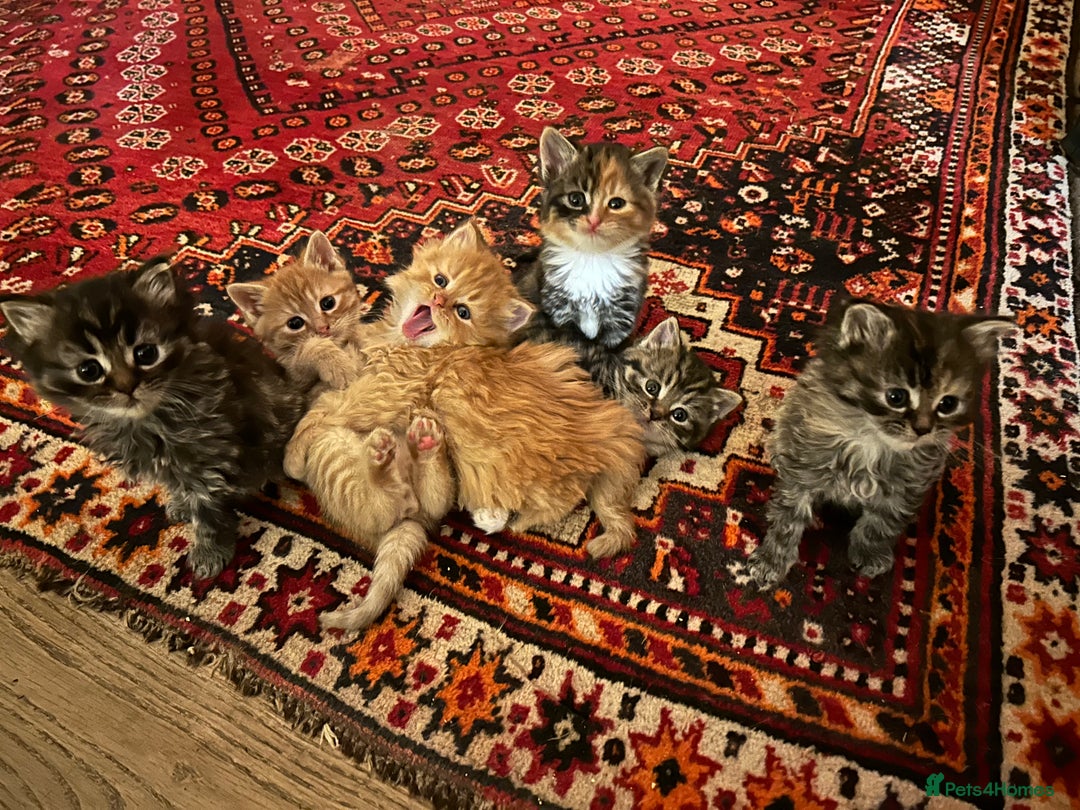 Persian cats for sale: GORGEOUS PERSIAN X KITTENS - Advert 1