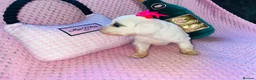 Cockapoo dogs for sale: Stunning cockapoo puppys  - Advert 23