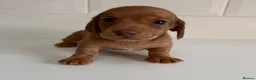 Miniature Dachshund dogs for sale: Beautiful Miniature dachshunds  - Advert 10