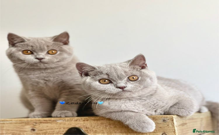 British Shorthair cats - Advert 1