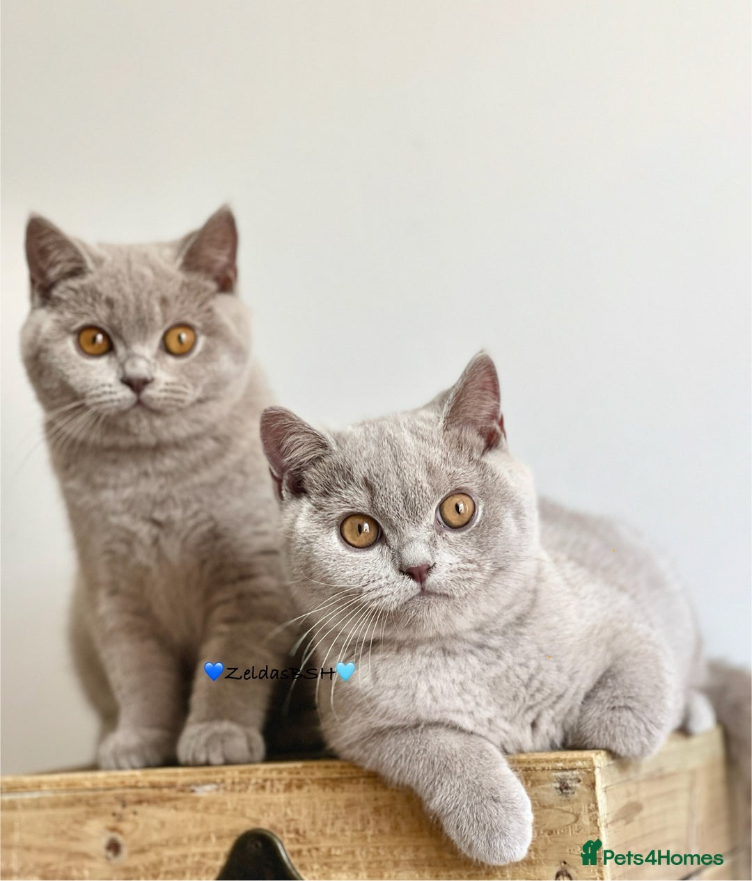 British Shorthair cats for sale: 💕Charming BSH kittens💕 - Image 3