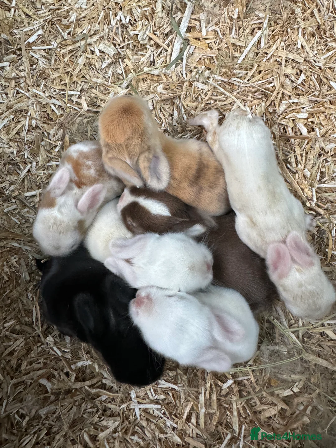 Mini Lop rabbits for sale: BEAUTIFUL MINI LOP BUNNIES - PEDIGREE  - Advert 13