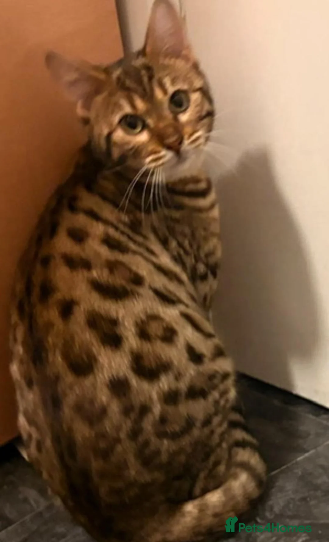Bengal cats for sale: Bengal Twins Urgent rehome - Advert 2