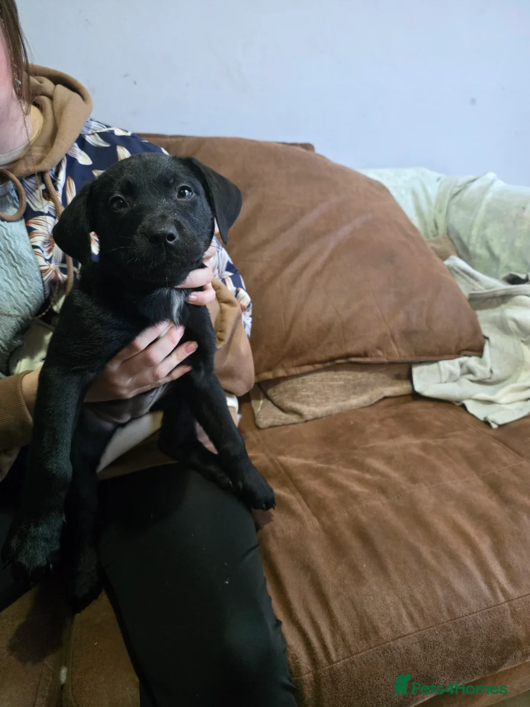 Mixed Breed dogs for sale: Labrastaff/Staffador - Advert 1