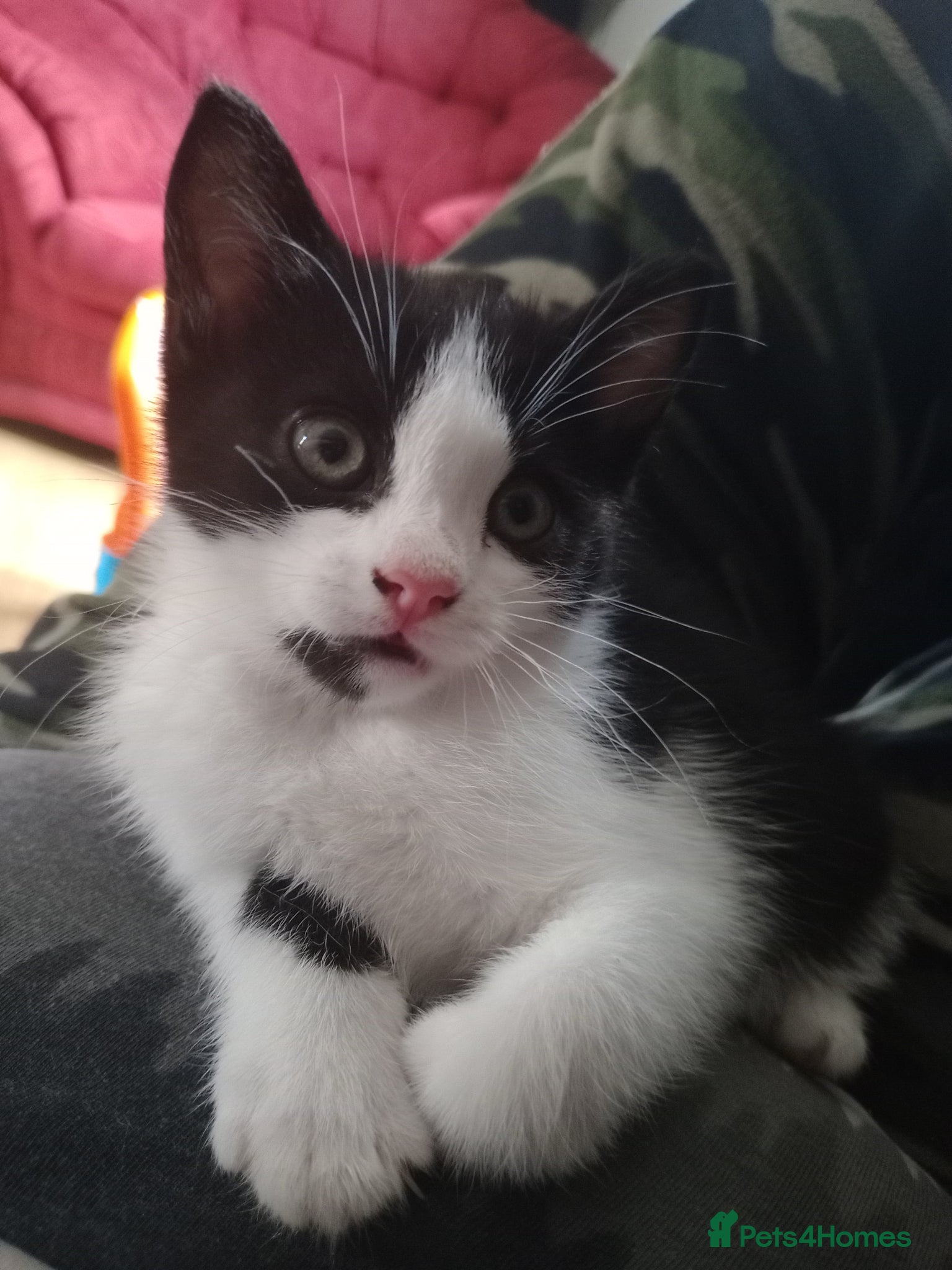 Mixed Breed cats Super loving kitten  - Advert 17