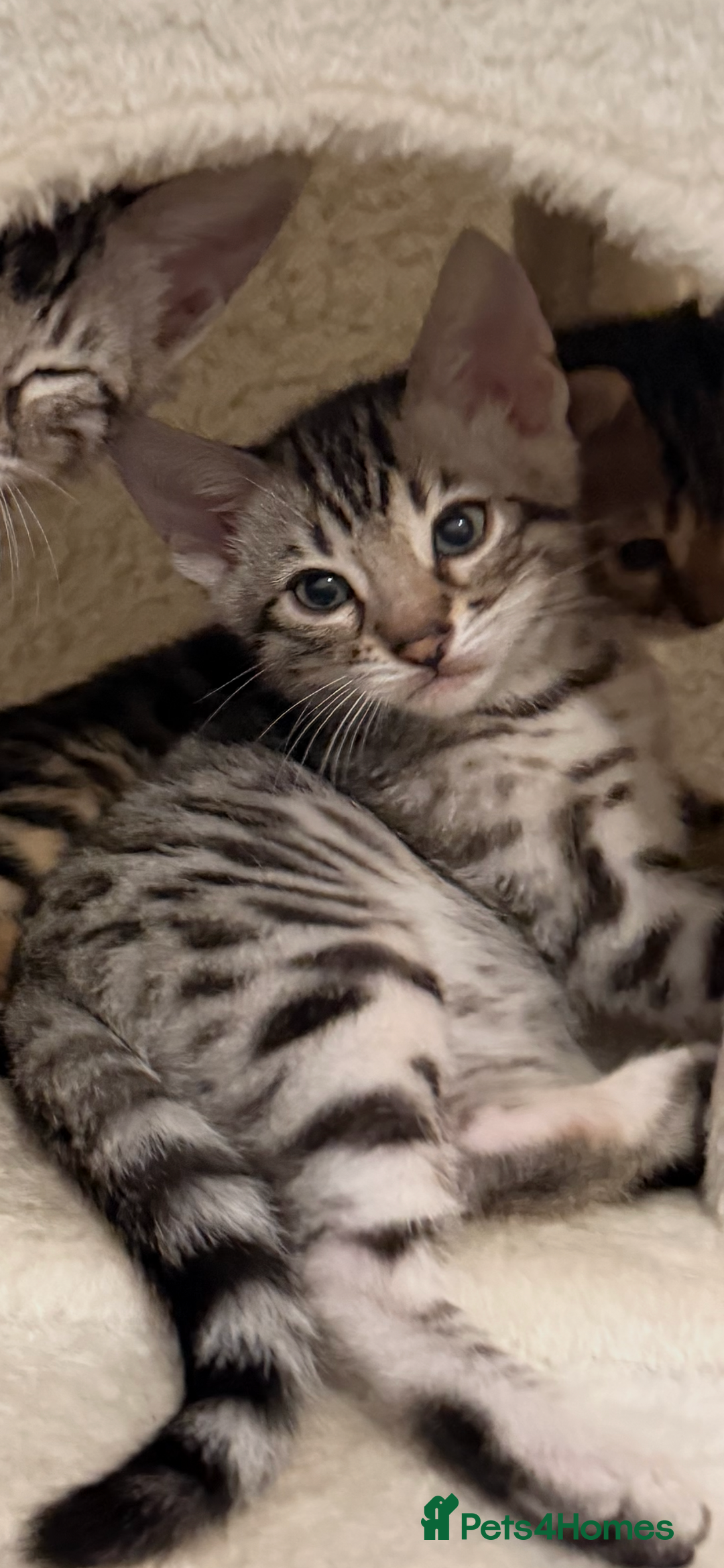 Bengal cats for sale: 🩶 BENGAL 🔥 KITTENS 🤍 TICA REGISTERED  - Advert 38