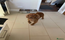 Cocker Spaniel dogs for stud: Working cocker spaniel stud  - Image 14