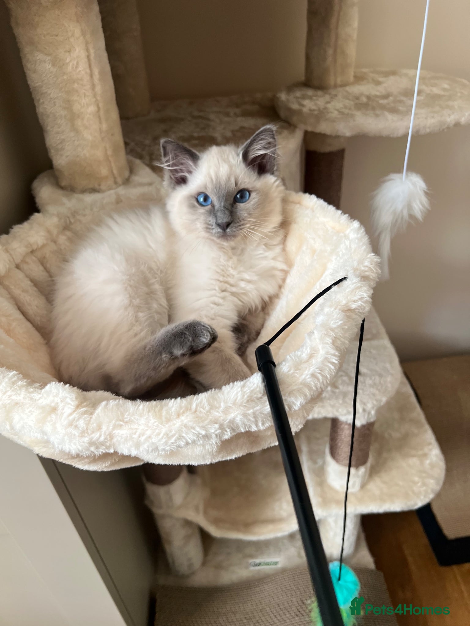 Ragdoll cats  Ragdoll male kitten  - Advert 18