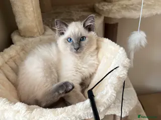 Ragdoll cats Ragdoll male kitten - Advert 18