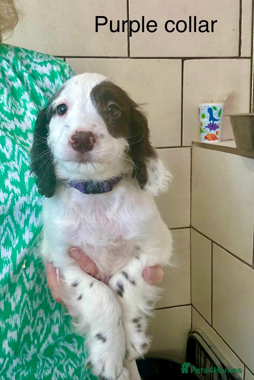 Sproodle dogs for sale: Sproodle puppies, exp breeder, Lancashire  - Image 14