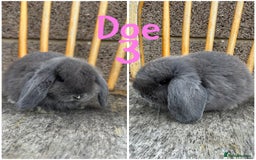 Mini Lop rabbits for sale: Pure breed mini lop male and female  - Image 3