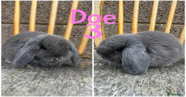 Mini Lop rabbits - Advert 2