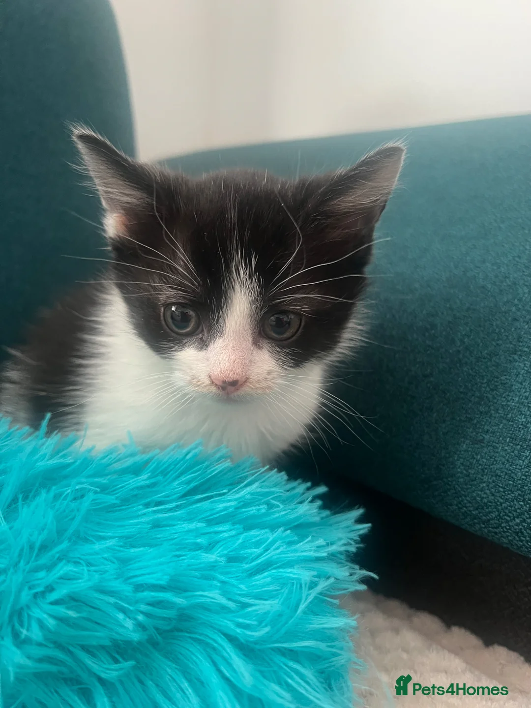 Mixed Breed cats for sale: beautiful boy - Advert 2