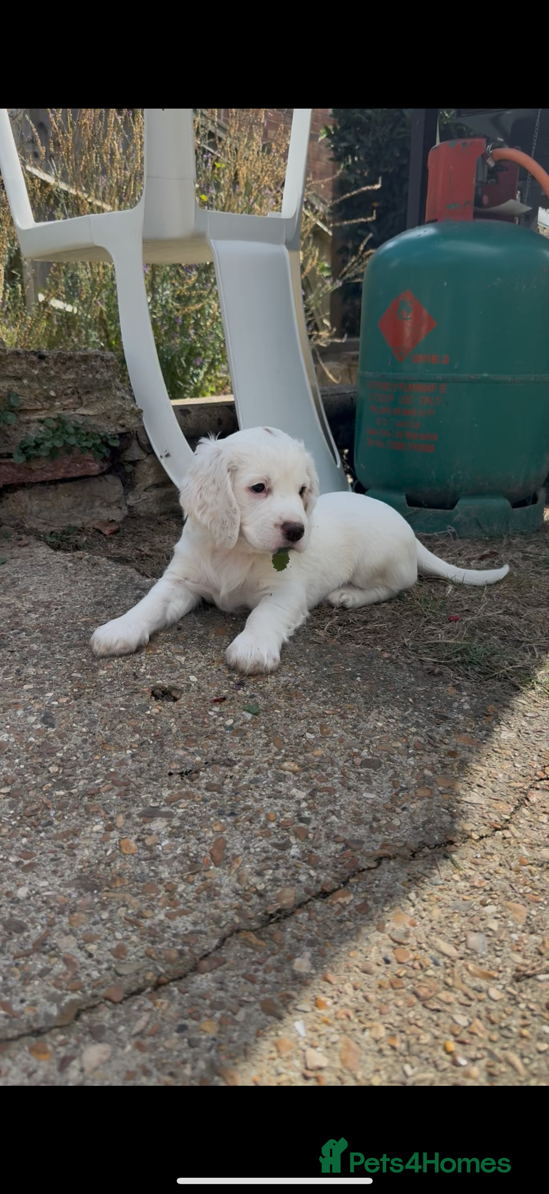 Cocker Spaniel dogs for sale: 2 pups left! Gorgeous Working Cocker Spaniels - Image 15