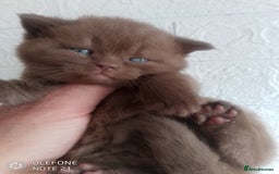 British Shorthair cats for sale: Cinnamon & Chocolate Teddy bear BSH - Image 2