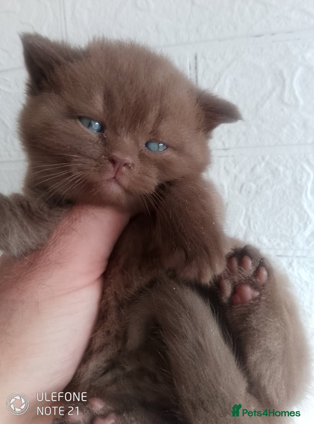 British Shorthair cats for sale: Cinnamon & Chocolate Teddy bear BSH - Image 2