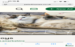 Ragdoll cats for sale: Ragdoll Kitten - Advert 6