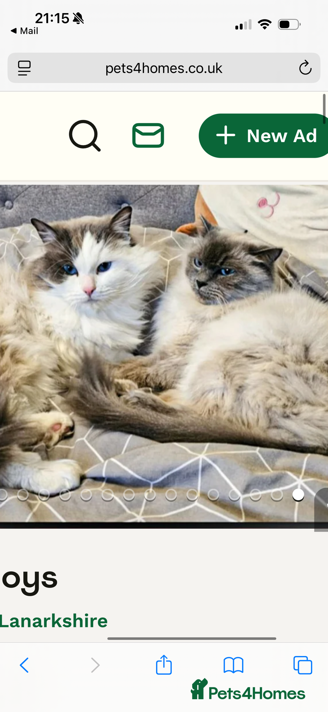 Ragdoll cats for sale: Ragdoll Kitten - Advert 6