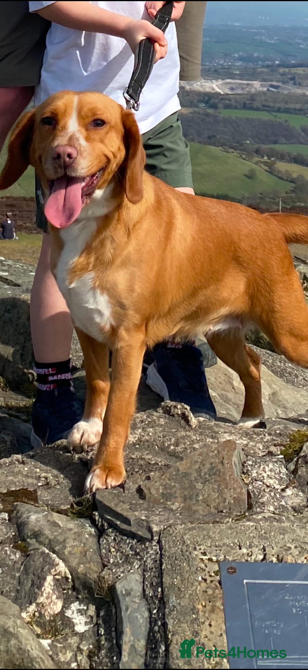 Bocker dogs for sale: Lillie  - Image 2