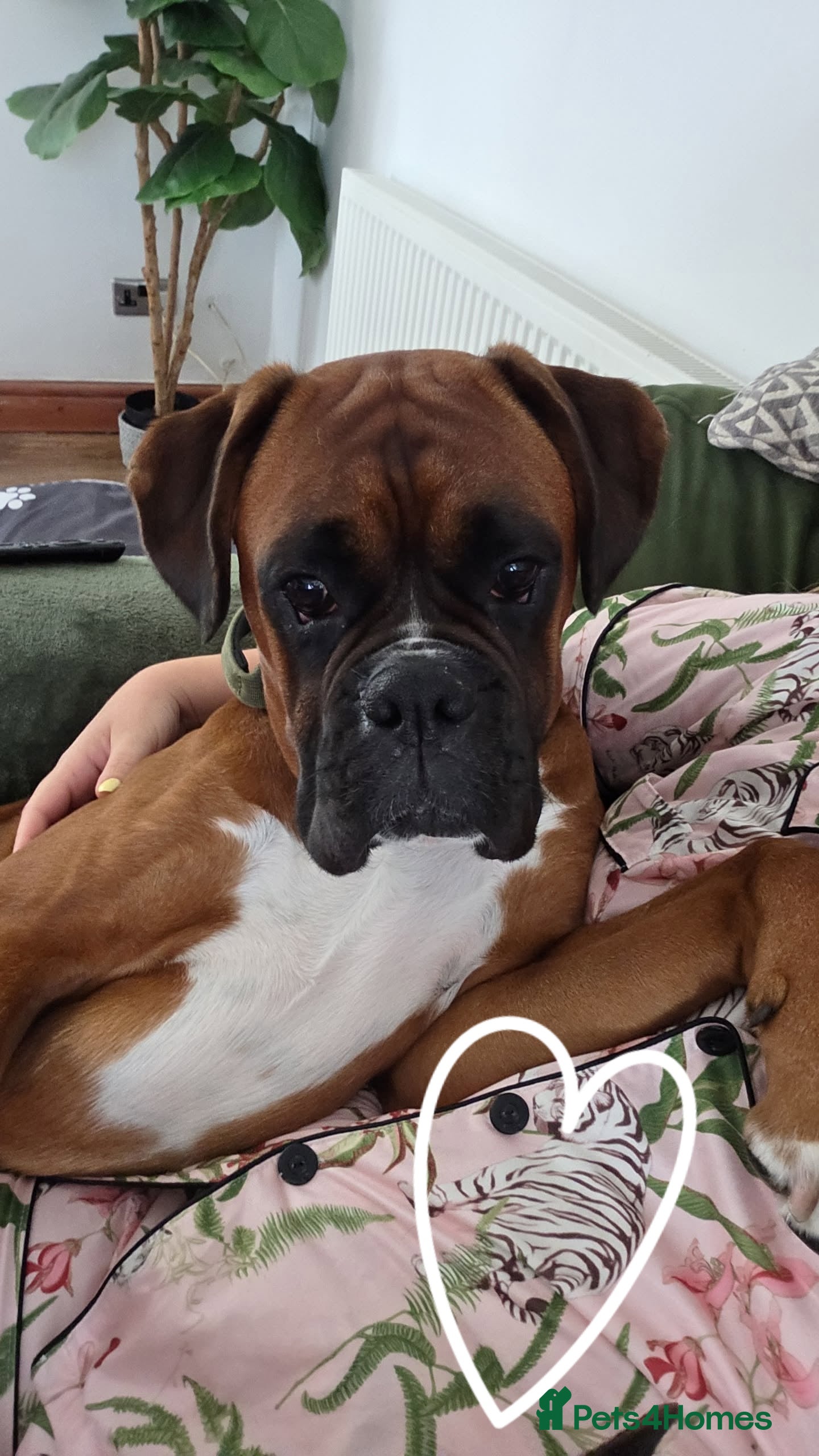 Boxer dogs Male boxer aged 2 ready for stud duties 🥰 - Advert 1