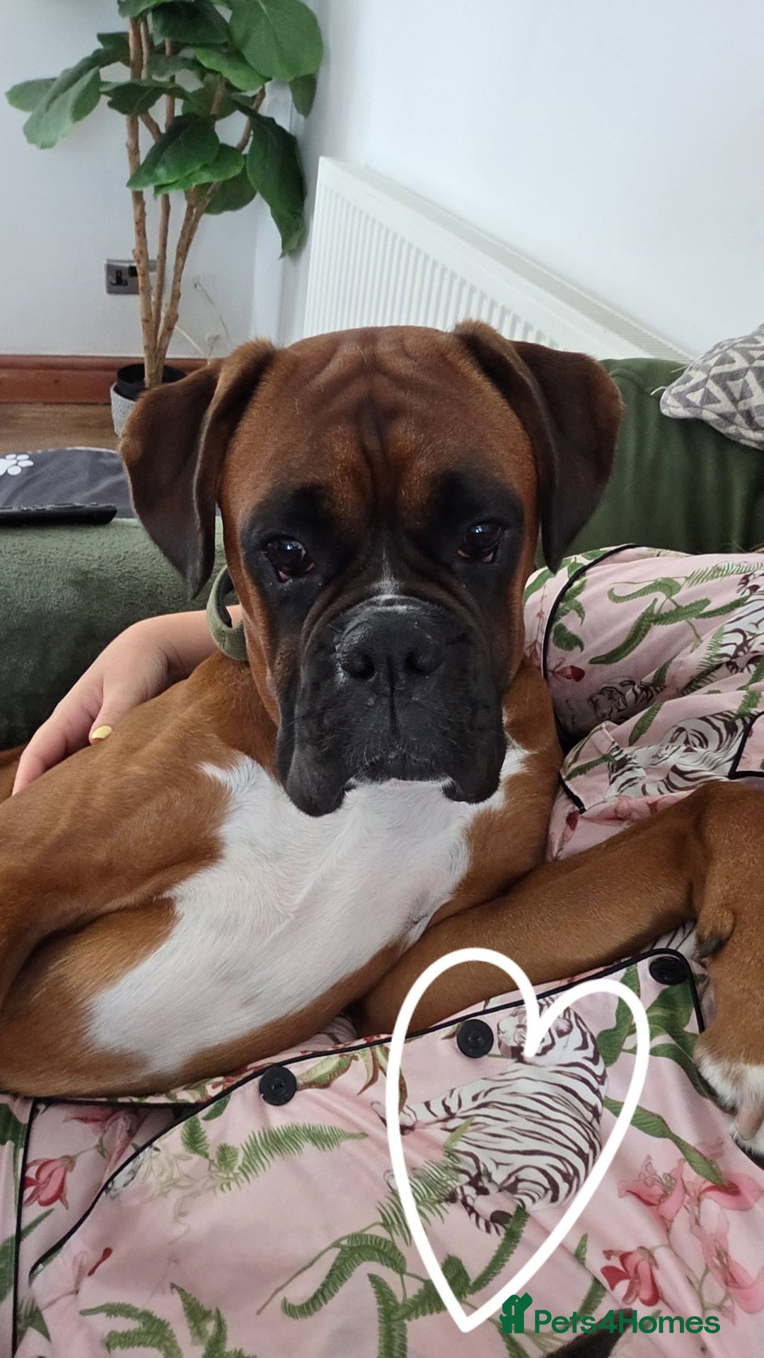 Boxer dogs for stud: Male boxer aged 2 ready for stud duties 🥰 - Advert 1