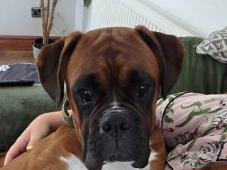 Boxer dogs Male boxer aged 2 ready for stud duties 🥰 - Advert 4