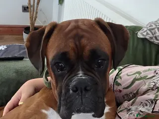 Boxer dogs Male boxer aged 2 ready for stud duties 🥰 - Advert 11