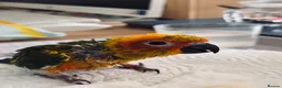 Conures birds for sale: 1 left to reserve hand rearing 3 sun conures - Advert 7