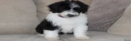 Aussiedoodle dogs for sale: Aussiedoodle F1 Health Tested KC registered parent - Advert 8