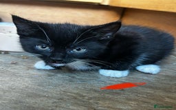 Mixed Breed cats for sale: 5 Mixed Breed Kittens For Sale ! - Image 3
