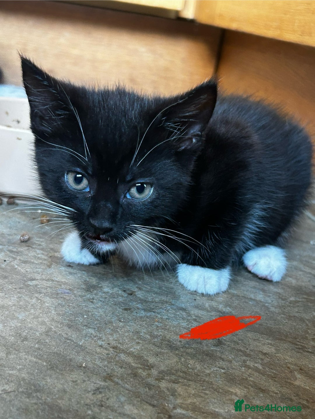 Mixed Breed cats for sale: 5 Mixed Breed Kittens For Sale ! - Image 3