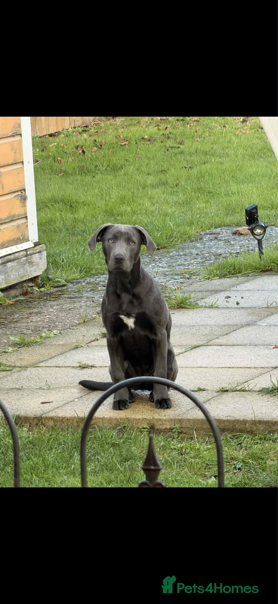 Mixed Breed dogs for sale: 8 month old grey female lab x - Advert 1