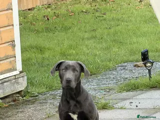 Mixed Breed dogs 8 month old grey female lab x - Advert 2