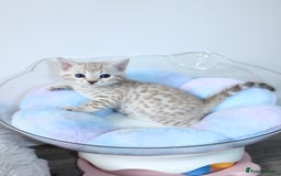 Bengal cats for sale: 😻OUTSTANDING SHOW BENGALS. SHOW WINNING PARENTS🏆 - Image 2