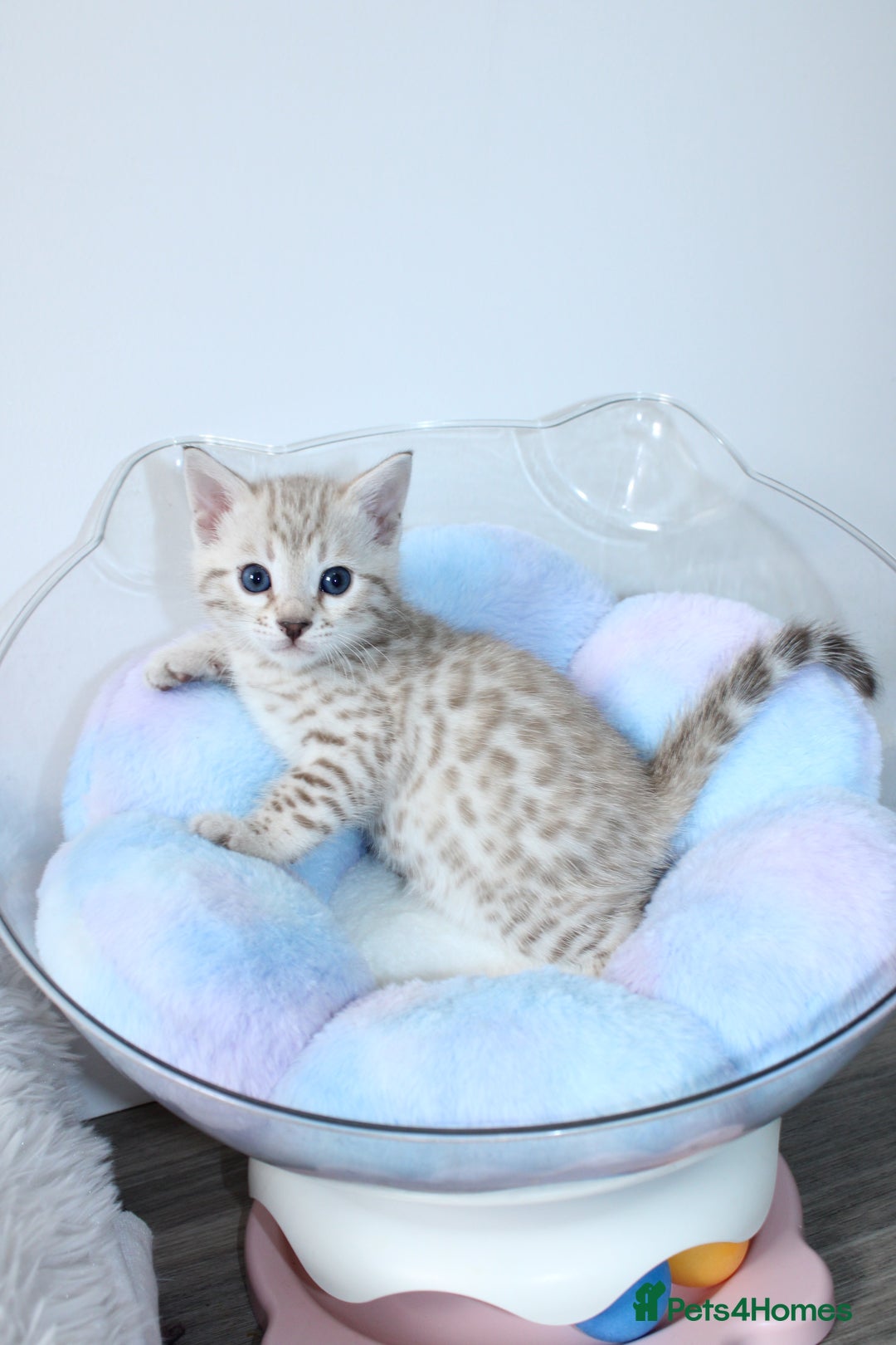 Bengal cats for sale: 😻OUTSTANDING SHOW BENGALS. SHOW WINNING PARENTS🏆 - Image 2