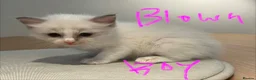 Ragdoll cats for sale: GCCF mom’s pure ragdoll kittens sale in London  - Advert 8