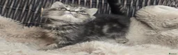 Persian cats for sale: Beautiful Persian babies available now  - Advert 20