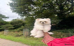Pomeranian dogs for sale: 5 months Pomeranian puppy - Image 3