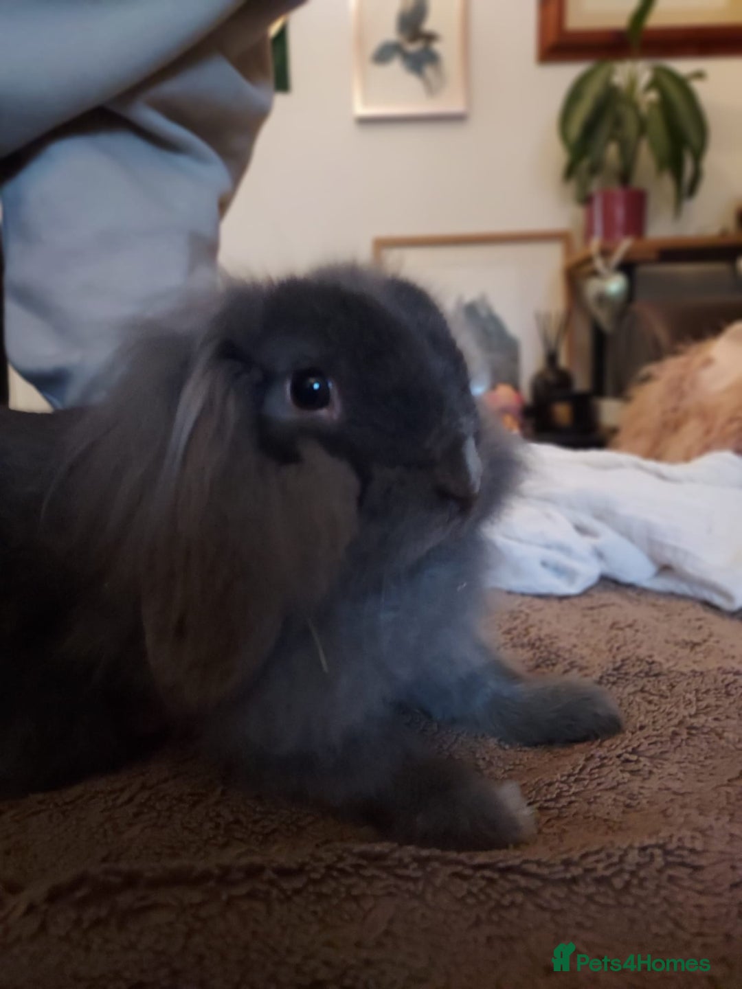 Mixed Breed rabbits for sale: Male lol x lion head - Advert 2