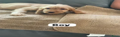 Cockapoo 2