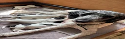 Sproodle dogs for sale: ✨ Premium Rare Sproodle Puppies – Champion Lines ✨ - Advert 3