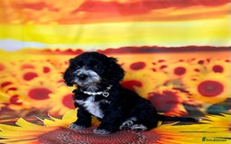 Cockapoo dogs for sale: ⭐️Rare Silver Phantom DNA CLEAR Mini F1 Cockapoos - Image 23