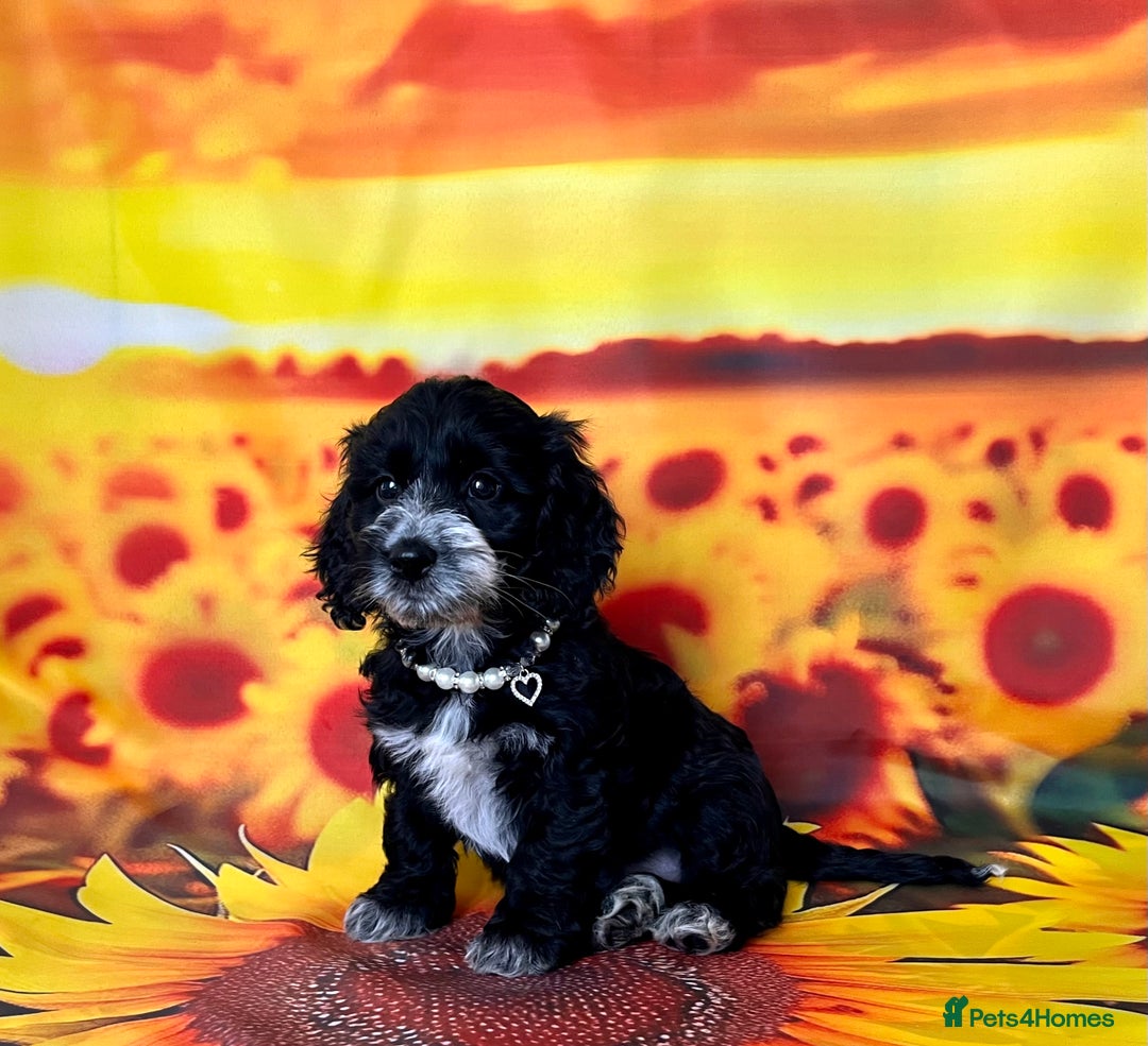 Cockapoo dogs for sale: ⭐️Rare Silver Phantom DNA CLEAR Mini F1 Cockapoos - Image 23