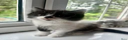 Mixed Breed cats for sale: ❤️ beautiful long-haired kittens boy and girl ❤️ in Luton - Advert 2
