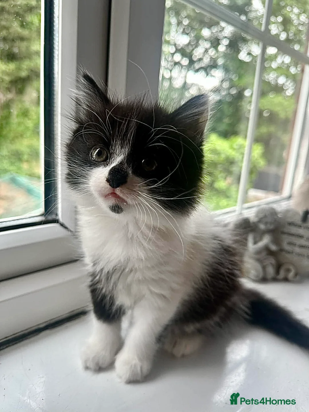 Mixed Breed cats for sale: ❤️ beautiful long-haired kittens boy and girl ❤️ in Luton - Advert 2
