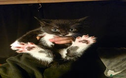 British Longhair cats for sale: 3 beautiful playful kittens  - Advert 4