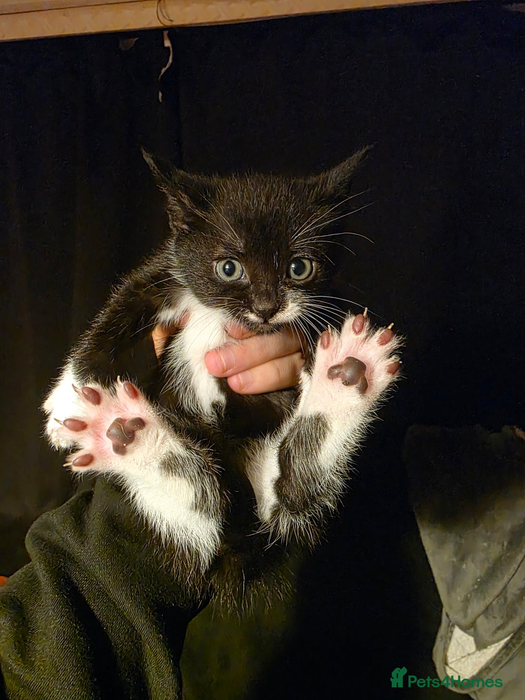 British Longhair cats for sale: 3 beautiful playful kittens  - Advert 4