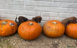 Mixed Breed dogs for sale: Minature Dacshund cross jack Russell  - Image 7